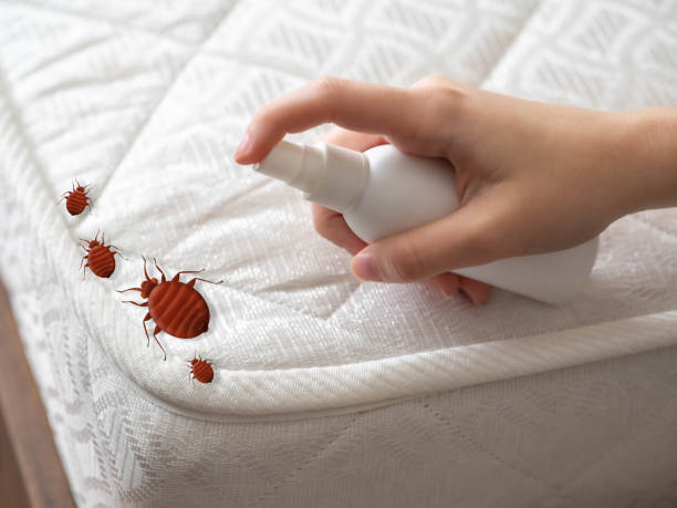 Best Termite Control Services  in Midway, FL